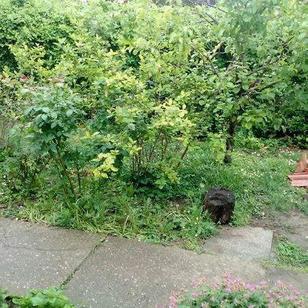 Anni * 베오그라드